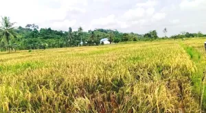 Berau Lindungi Pertanian dari Dampak Kemarau untuk Produksi Optimal