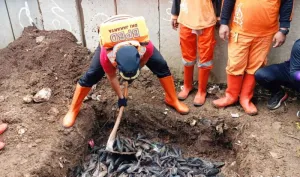 Berisiko pada Kesehatan, Sudinkes dan KPKP Jaktim Perketat Pengawasan Konsumsi Ikan Sapu-sapu