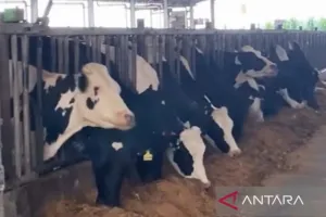 Demi Peternak dan Pasar, HAP Sapi Hidup dan HET Kerbau Resmi Dinaikkan