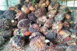 Pemkab Kutai Timur Hilirisasi Sawit Dorong Ketahanan Energi Nasional