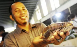 Potensi Ikan Gabus untuk Jadi Superfood Lokal Indonesia