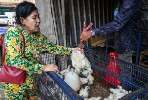 Satu Lagi Warga Kamboja Terjangkit Flu Burung, Total Empat Kasus Terdeteksi
