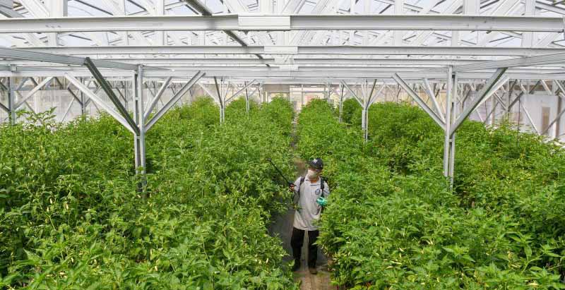 Cukup Bagus Hasil Penanaman Perdana Edamame di Lapas Lombok Barat