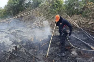 67 Ribu Hektar Lahan Terbakar sebelum Puncak Kemarau,  Target Emisi Nasional Terancam Tidak Tercapai
