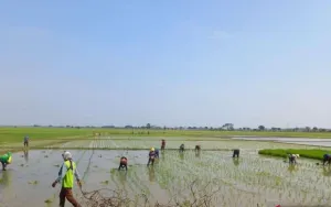 Kabupaten Bekasi Siaga Kemarau, Dinas Pertanian Pemetaan Lahan Rawan Kekeringan Diperketat