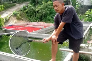 Lebak Bidik Swasembada Ikan Tawar, Strategi Besar Mulai Disiapkan