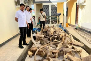 Polda Papua Barat Daya Menangkap Pedagang Satwa yang Dilindungi