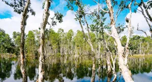 Wasur, Gerbang Ekologis Antara Asia dan Australia
