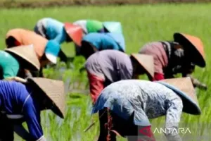 Hadapi Kemarau Panjang, Situbondo Ajak Petani Beralih ke Padi Genjah