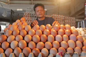 Harga Pangan Hari Ini: Telur Ayam Rp32.000 per Kg, Bawang Merah Rp45.950 per Kg