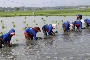 Jatim Jadi Benteng Pangan RI: 38 Kabupaten Tanam Serentak Cegah Defisit Beras