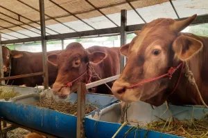 Jelang Idul Adha, Batam Butuh 9.000 Ekor Hewan Kurban