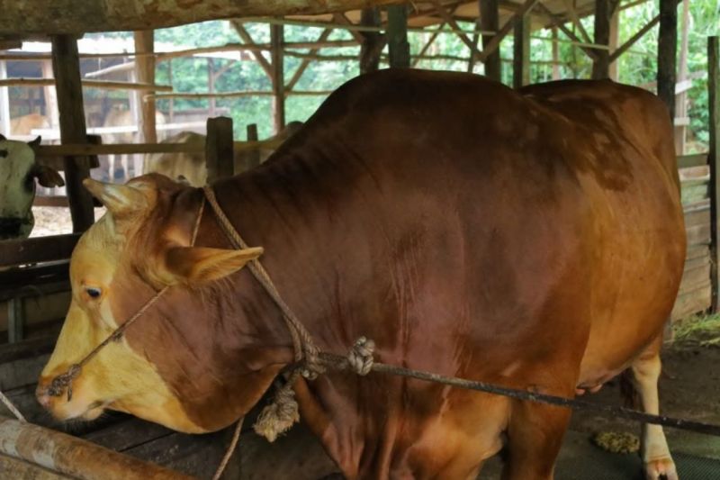 Jelang Idul Adha, Riau Usulkan Sapi Kurban Bantuan Presiden Seberat 907 Kg dari Peternak Umban Sari