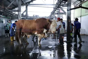 184 Petugas Dikerahkan untuk Periksa Hewan kurban