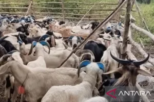 BKHIT Maluku Lakukan Pengawasan Lapangan pada Hewan Kurban