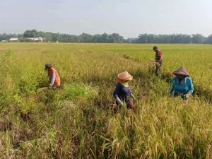 DPR Minta Pemerintah Pastikan Distribusi Pupuk Subsidi Tepat Sasaran