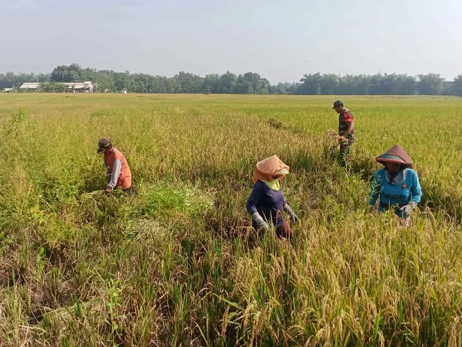 Petani Dijamin Dimudahkan untuk Membeli Pupuk? — INDONESIA — ERYU PROJECT