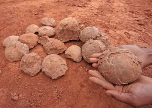 Keren! Tiongkok Ciptakan Lapisan Pelindung Transparan untuk Fosil Telur Dinosaurus