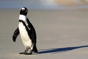 Penguin Afrika: Si Kaki Hitam yang Berjuang di Ambang Kepunahan