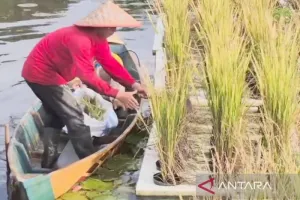 BRMP Rawa Kementan Kenalkan Padi Apung, Jawaban Produktivitas di Tengah Genangan
