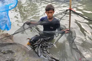 Pembersihan Sungai dari Endapan Lumpur dan Ikan Sapu-sapu di Jakbar