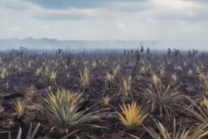 Petani Nanas Terdampak Karhutla di Natuna Dapat Bantuan Tunai dan Pupuk