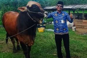 Sapi Sumbangan Presiden Prabowo untuk Idul Adha di Natuna Bobotnya Kurang dari 1 Ton