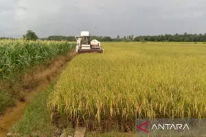 Antisipasi Kekeringan, BPBD Penajam Paser Utara Instruksikan Pemetaan Air