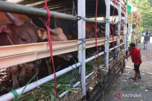 NTB Raup Ratusan Miliar dari Lonjakan Penjualan Hewan Kurban
