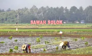 Pemkot Solok Cairkan Dana Pemulihan Lahan Pertanian Usai Bencana