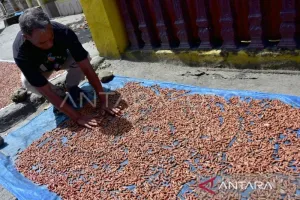 Pemprov Maluku Ajukan Varietas Baru, Cengkih Hutan Siap Dikembangkan