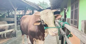 12 Sapi Kurban Bantuan Presiden Prabowo Diterima Provinsi Jambi 