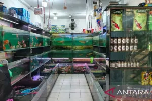 KPKP Menggelar Sterilisasi Kucing di TPHP Cengkareng