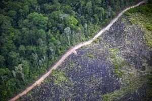 Laju Kerusakan Hutan Tropis Pada 2025 Melambat