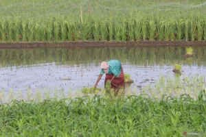 Pemkot Kediri Pastikan Cuaca Panas Tak Ganggu Produksi Padi