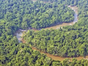 Titik Balik Amazon: Penurunan Laju Kerusakan Hutan Memberi Napas Baru bagi Bumi