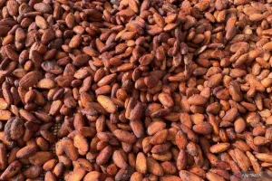 Harga Kakao Naik 2,45 Persen: Sinyal Permintaan Pasar Makin Menggila
