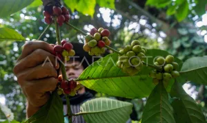 Ledakan Permintaan: Kopi Pekalongan Tembus Pasar Eropa dengan Volume Fantastis