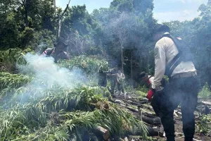 Polda Aceh Bongkar dan Musnahkan Ladang Ganja 20 Hektare di Lampanah