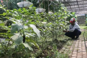 Tabalong Lawan Ancaman Pangan: Warga Diajak Tanam Sayur dari Pekarangan