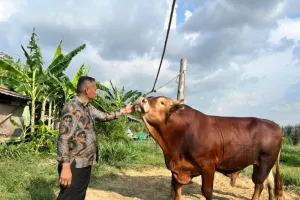 Tak Perlu Khawatir, Distan Pastikan Hewan Kurban di Aceh Besar Aman