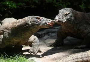 Jepang Pinjam Pasangan Komodo Kebun Binatang Surabaya untuk Breeding