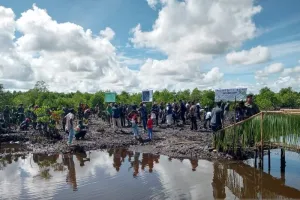 Pemprov Papua Barat Daya Tanam 36.000 Mangrove di Sorong untuk Mitigasi Perubahan Iklim