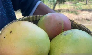 Produksi Mangga Turun, Distan Cirebon Perkuat Standar Budidaya dan Pendampingan Petani