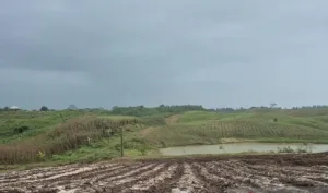 Hanya 20 Persen Lahan Beririgasi, Bandung Barat Perkuat Ketahanan Pangan Hadapi El Nino 2026