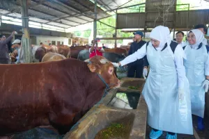 Jelang Idul Adha 2026, Pemprov Jatim Kerahkan Tim Cek Kesehatan Hewan Kurban