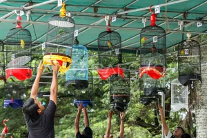 Nilai Fantastis! Segini Potensi Ekonomi Ekosistem Kicau