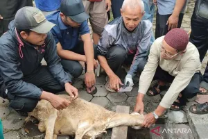 Pelatihan Penyembelihan Hewan Kurban di Magelang