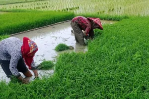 Tanam Serentak 25 Provinsi, Kementan Kejar Lonjakan Produksi