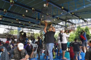 Bisnis Berisik Berujung Manis: Perputaran Rp2 Triliun dari Hobi Burung Kicau Nasional